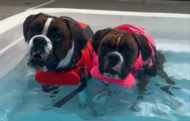 Two boxers sitting in a swimming pool wearing doggie life vests.