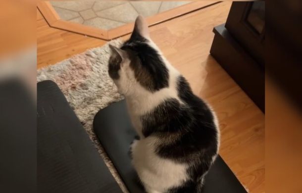 Cat on a cat-sized yoga mat.
