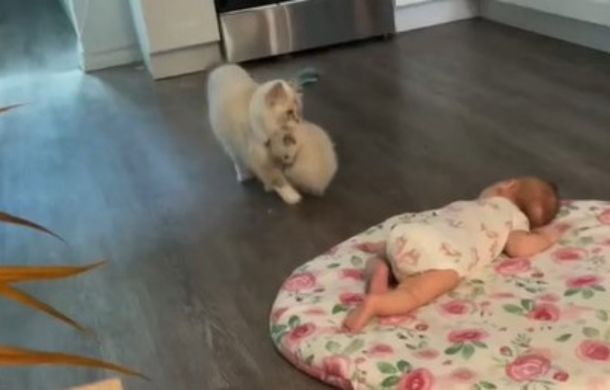 cat carries kitten to meet newborn baby