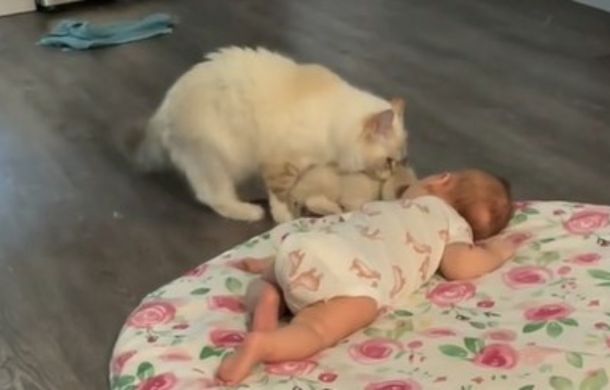 mother cat introducing kitten to newborn baby