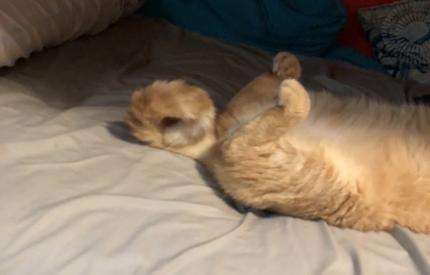 Image shows a ginger tabby cat laying on its back with it's tail curled in a loop.