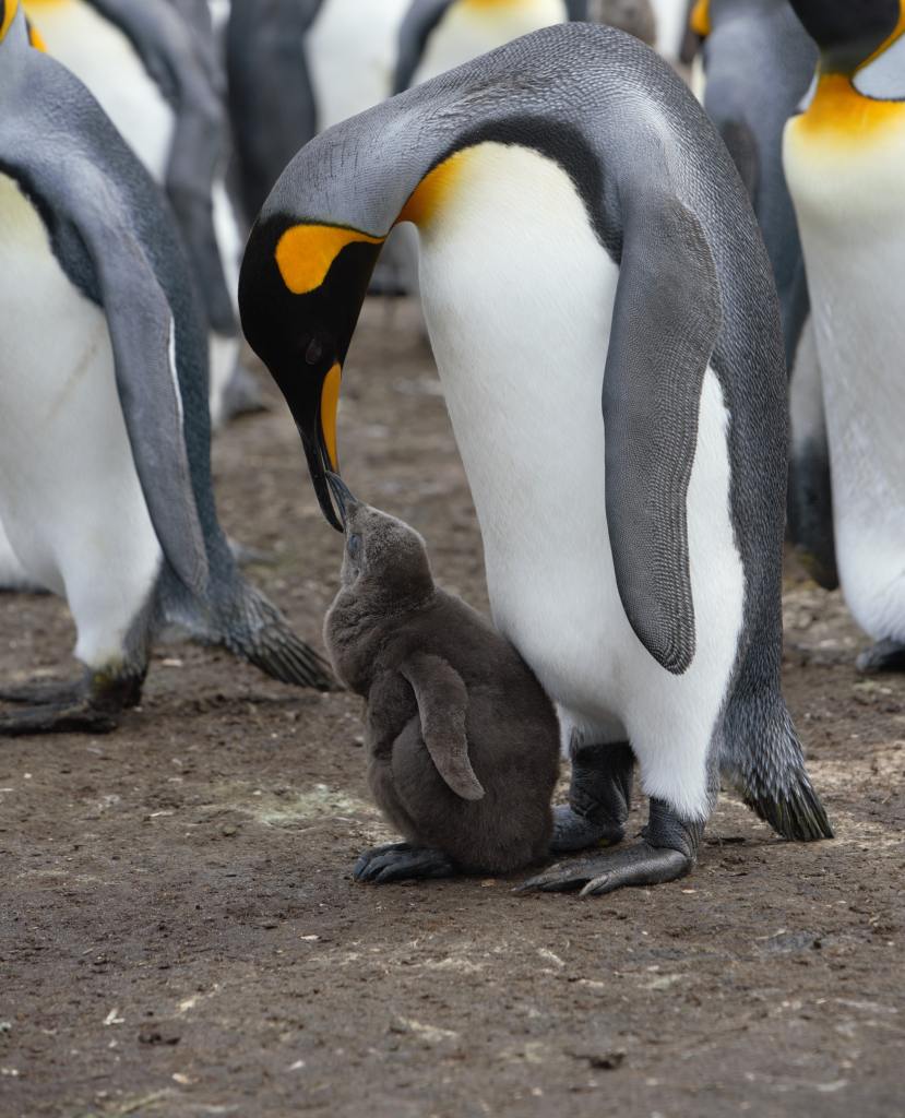 An emperor penguin feeding a baby penguin