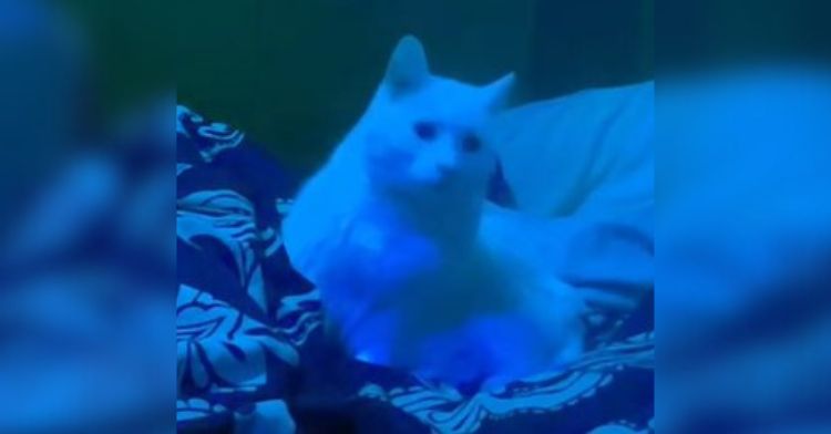 Image shows a white cat laying on a blanket with a blue light in the room.