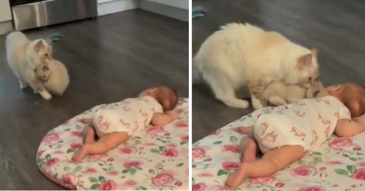 images show a cat mom introducing her kitten to the family's newborn infant.