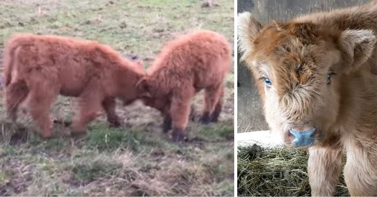 Image on left shows two Scottish highand calves (aka floofy cows) head-butting each other. Image on right is a close up of a Scottish highland calf facing the camera.