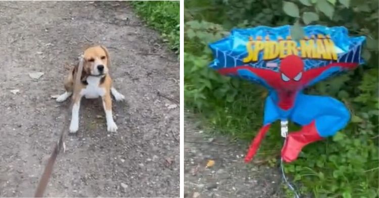 Left image shows Gappie the beagle afraid to move. Right image shows the Spiderman mylar balloon the dog is afraid of.