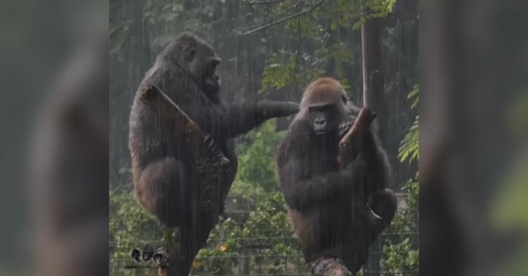 Gorillas at Limbe Wildlife Centre playing in a rainstorm.