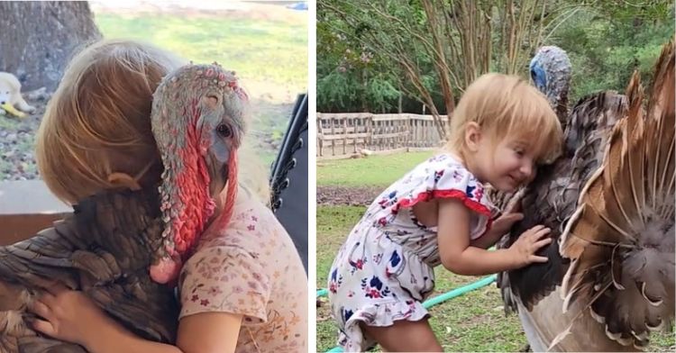 Toddler shown in two frames sharing a hug with a turkey.