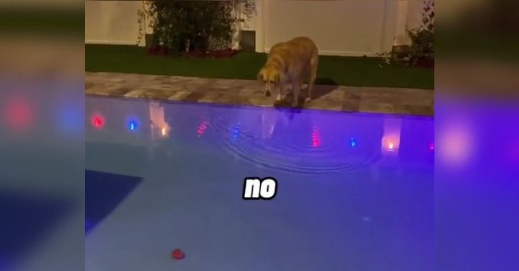 Golden Retriever looking at her red ball at the bottom of a pool. The word "no" appears across the image.