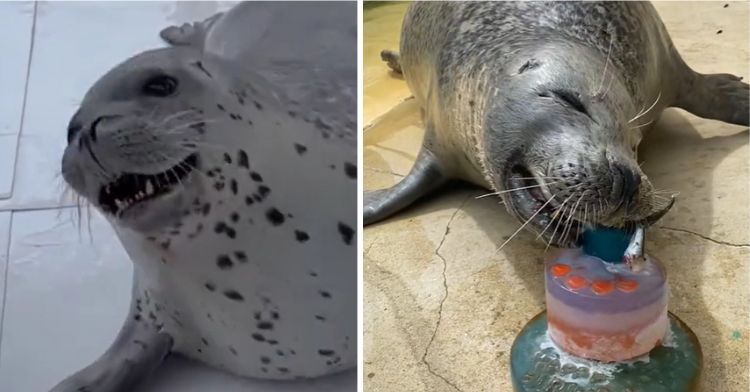 Left frame shows a seal dancing. Right frame shows a seal eating a birthday cake.