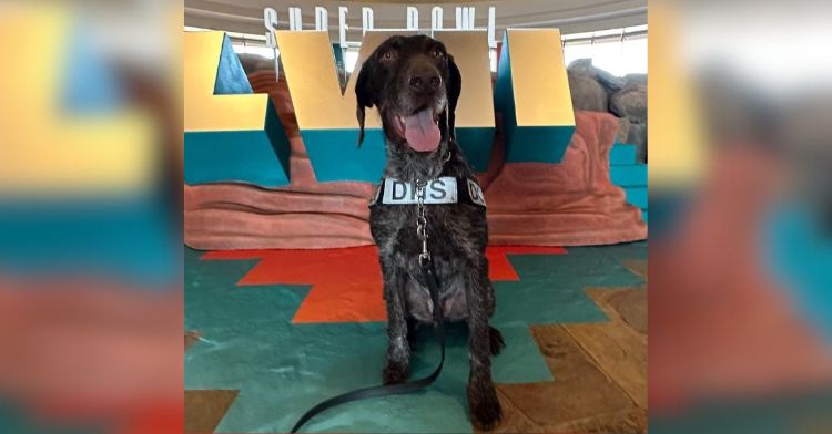 TSA K9 providing assistance for travelers going to the Super Bowl.