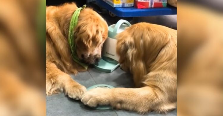 Two golden retrievers eagerly staring at an automatic treat dispenser waiting for a treat.