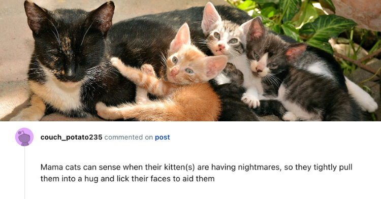 wholesome animal fact about kittens
