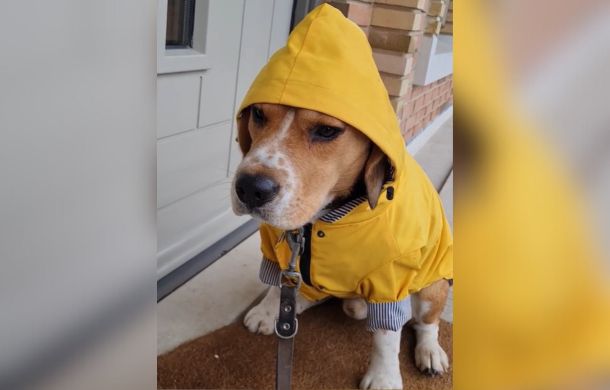 Gappie the beagle proudly modeling his raincoat.