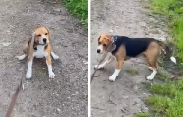 Gappie the beagle before and after his encounter with a balloon. In the left frame he is scared and refusing to move forward. In the right frame, he ran full speed past the balloon then turned to bark at it.