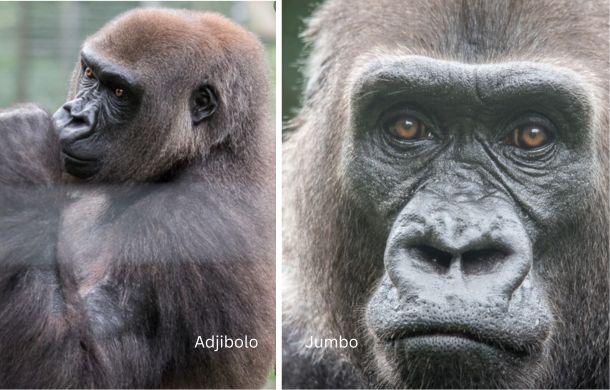 rescue gorillas adjibolo and jumbo