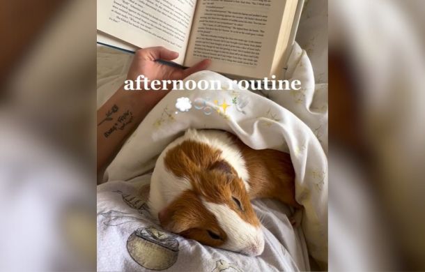 Image shows a guinea pig cuddled on its owner's chest under a blanket while the owner reads a book.

