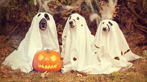 Image shows three dogs dressed as ghosts for Halloween
