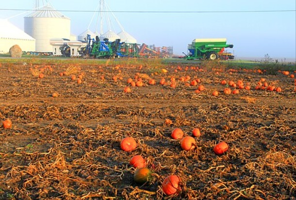 Image shows a pumpkin patch