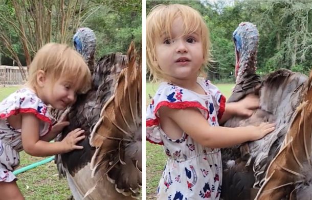 Two images of a toddler sharing hugs and interacting with a turkey.