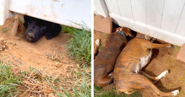 boxers meet neighbor dog