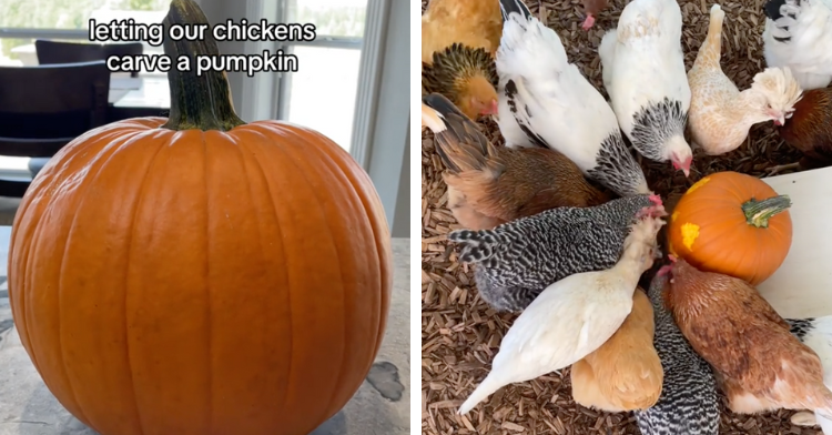 chicken pumpkin carving