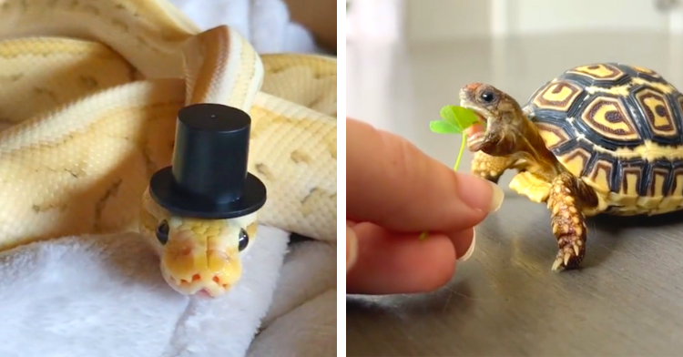 cute reptiles