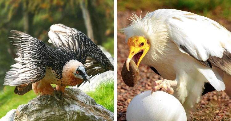 Photo of Prírodní smetiari: 3 úžasné orly, ktorých ste ešte nevideli Marina Somma Uverejnené:8. októbra 2023