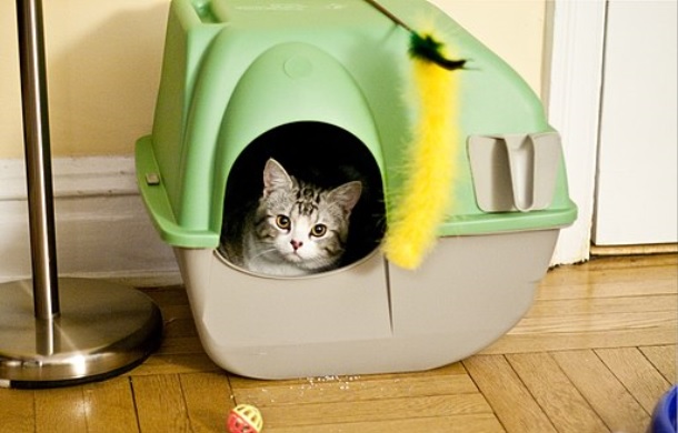 Image shows a small cute tabby cat in a litter box.