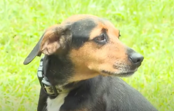 Image shows the black and tan beagle, Ginger, that was saved by a mail carrier after a snake bite.