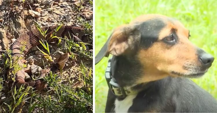 Image shows a copperhead snake in the left frame and a black and tan beagle in the right frame.