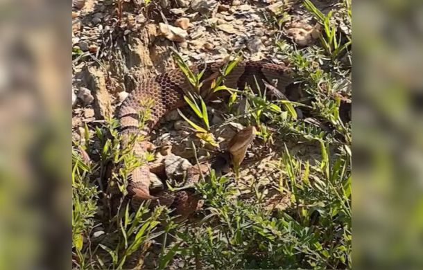 Image shows a copperhead snake.