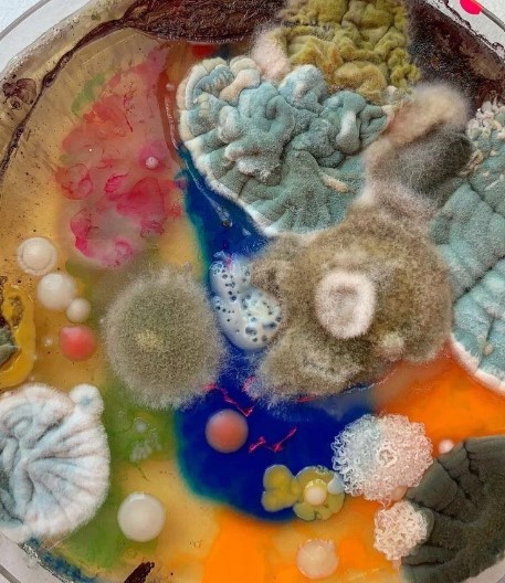 Colorful mold growing growing in an unknown food item.