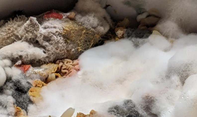 Mold growing in what used to a rice dish.