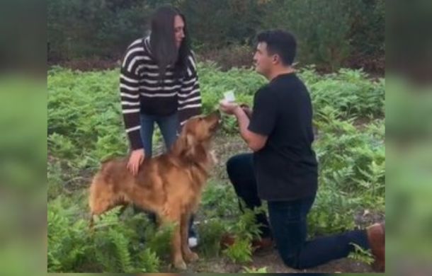 The man's proposal has the perfect dog wingman