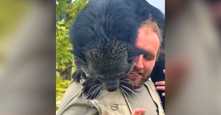 binturong