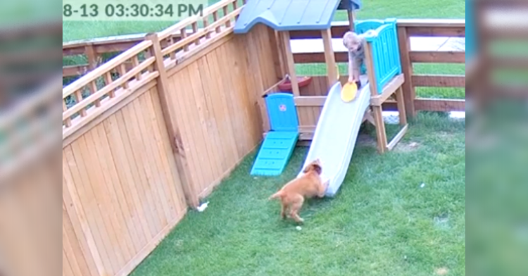 puppy teaches boy to use slide