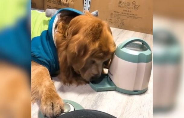 A golden retriever with his nose in the tray of an automatic treat dispenser and his front right paw on the foot pedal used to activate the magic dispenser that gives him treats.
