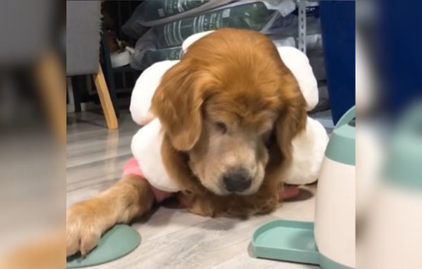 A golden retriever dog staring wistfully at a treat dispenser waiting for the magic to happen.