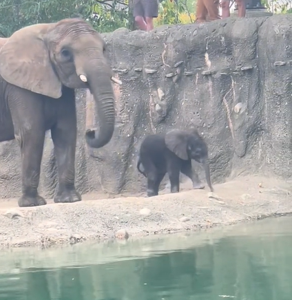 A baby elephant explores his outside enclosure at the zoo with his mom for the first time.