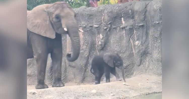 A baby elephant explores his enclosure at the zoo with his mom.