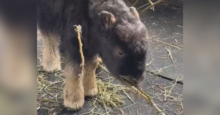 This cute baby musk ox is stealing hearts.