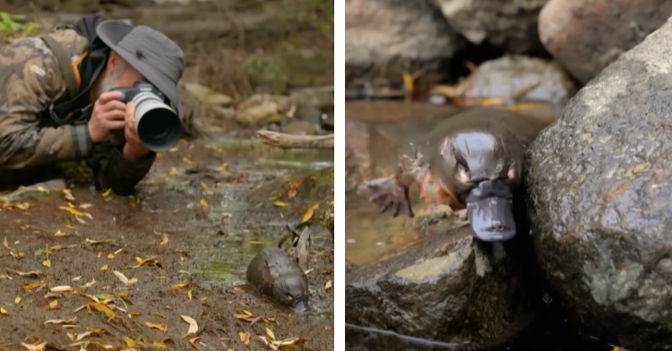 A two-photo collage. The first shows a man laying on the ground, camera out, as he takes footage of a nearby, tiny, baby platypus who is crawling on the ground. The second photo shows that same platypus crawling on a rock.