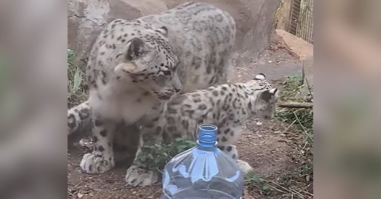 It's this baby snow leopard's first time out!
