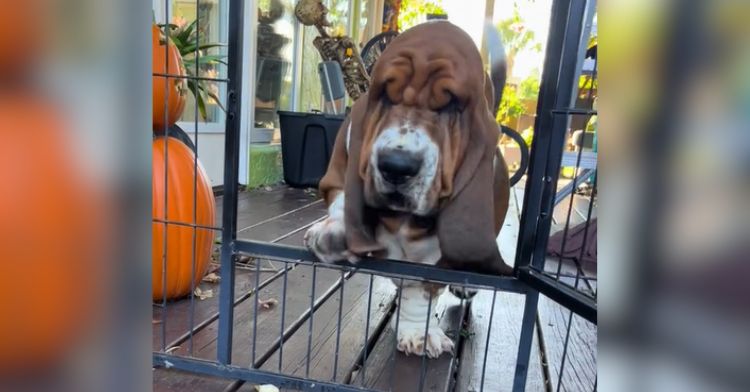 A basset hound is afraid to jump over a barrier.