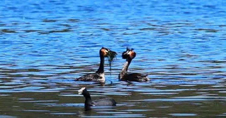 These water birds have a special courting dance.