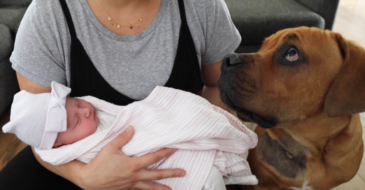 Close up of a woman holding a newborn in her arms. A blind dog sits on the floor next to them and looks up at Mom with big, adorable puppy eyes.