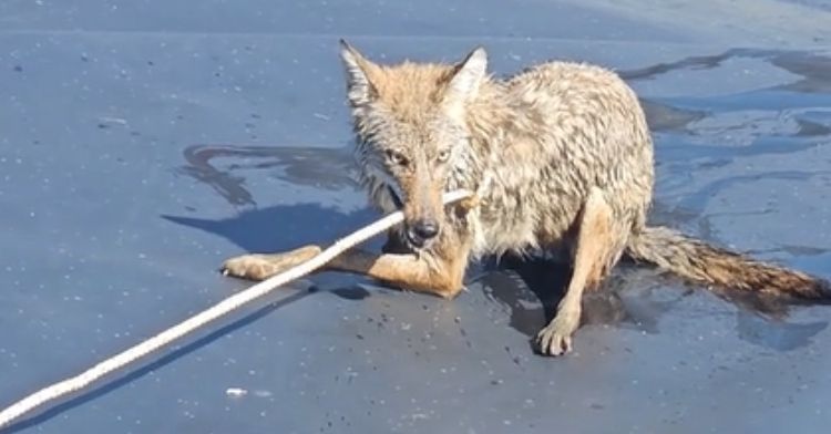 A three-legged coyote had to be rescued from a pond.