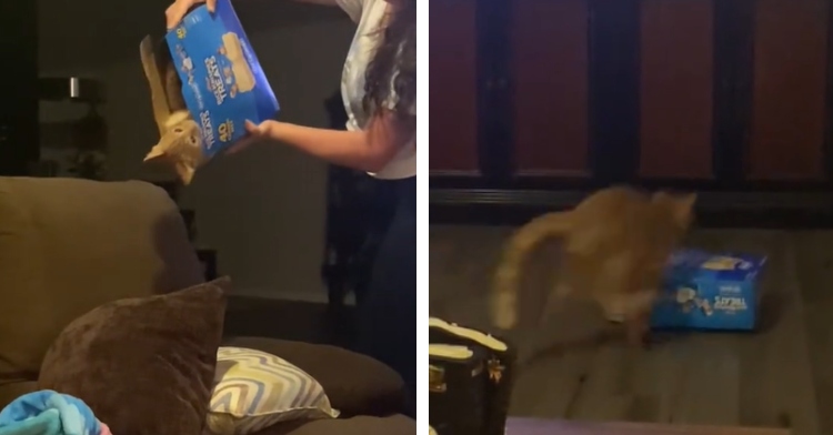 A two-photo collage. The first shows a woman holding a box of Rice Krispie Treats upside down; a cat's head is peering out from the box. The box is being held over a couch. The second photo shows that same cat, now on the ground, running toward the Rice Krispie Box on the ground.