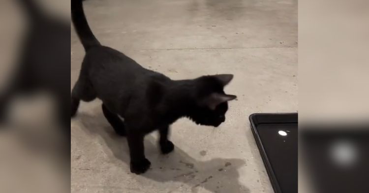 This cat had an unexpected reaction to an internet challenge.